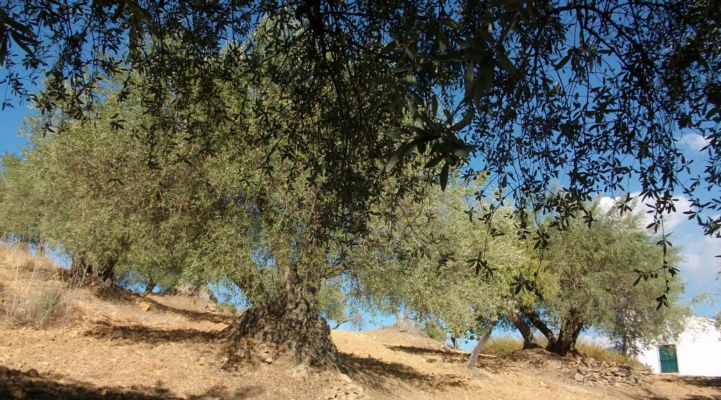 olijfgaard